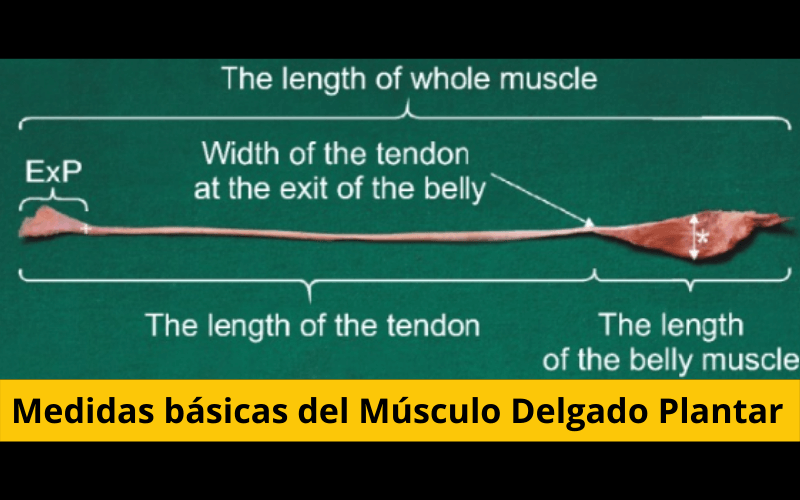Musculo Delgado Plantar.png